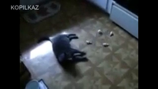Funny Cats Russian смотреть онлайн