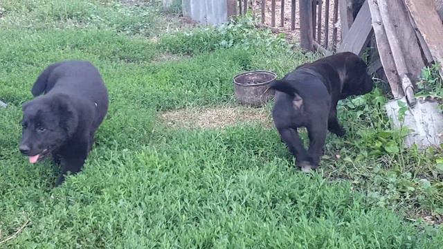 девочки сао полный пакет документов из питомника АЗ Марал