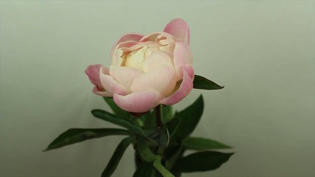 Peony Gardenia - Time Lapse смотреть онлайн