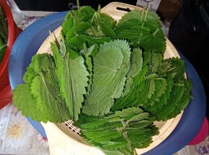 Как заморозить крапиву на зиму.