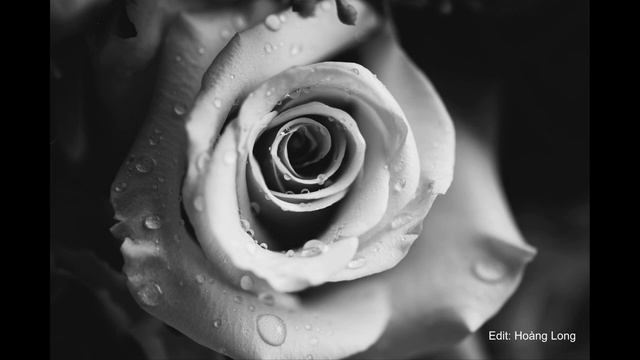 White Rose (Hoa Hồng Trắng) - Yuri Shatunov. смотреть онлайн