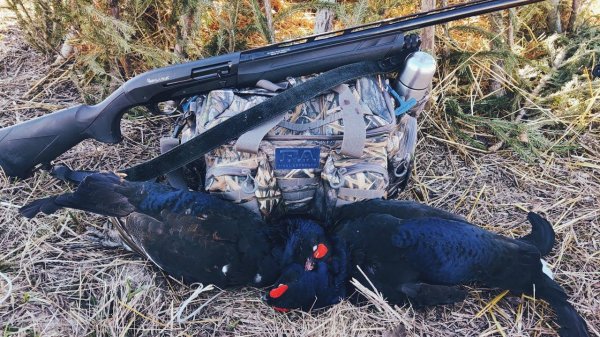 Весенняя охота на тетерева на току