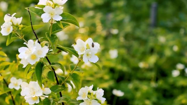 Белые цветы Лета. Жасмин | Футажи красивая природа [FullHD] смотреть онлайн