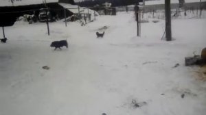 Собаки напали на поросят