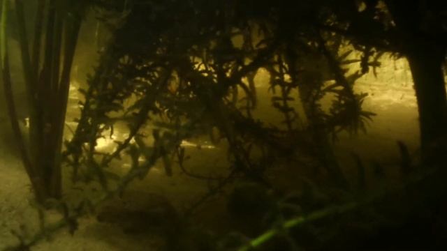 Elódea - Egeria Densa смотреть онлайн