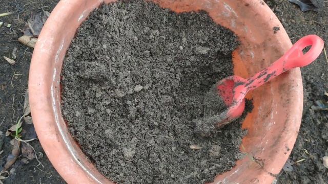 Луковичные проросли зимой. Что делать? смотреть онлайн
