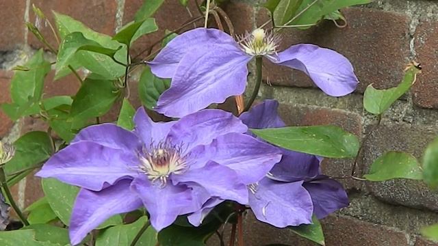 Clematis 'The President'