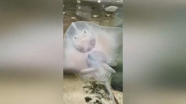 Животные с человеческим лицом \ Animals With A Human Face