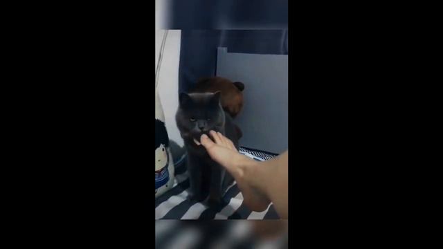 Смешные животные/Приколы с животными 2023/Cute Animals -Fanny Animals/4смеха до слёз/ #3