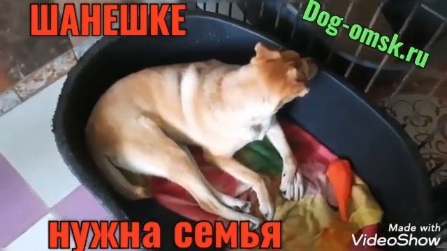 Знакомьтесь - ШАНЕШКА смотреть онлайн