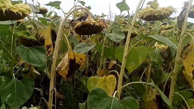 Соняшник 🌻(Helianthus) Соняшникова олія смотреть онлайн