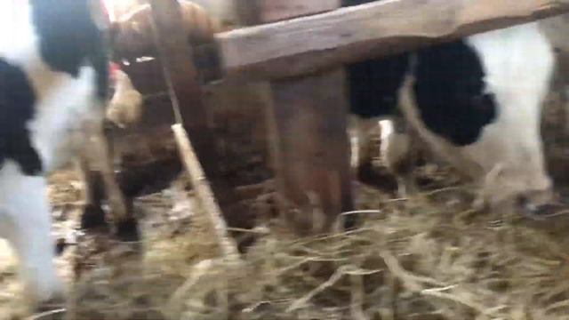 Уменьшается хозяйство. Запуск Коровы смотреть онлайн