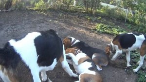 Щенки гончей Обучение Воспитание Крымск 13.10.2020