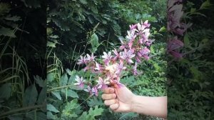 Ясенец. Неопалимая купина