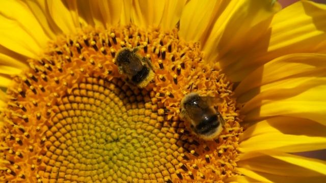 Шмели на подсолнухе. Bumblebee on the sunflower смотреть онлайн