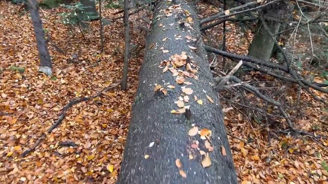 КАРПАТИ | ЯРЕМЧЕ | Пробій | Скелі Довбуша | Маковиця | Гори | МАНДРИКИ смотреть онлайн