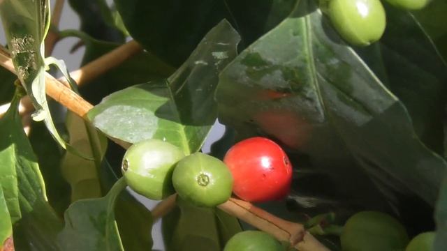 Кава Арабіка вирощування в домашніх умовах