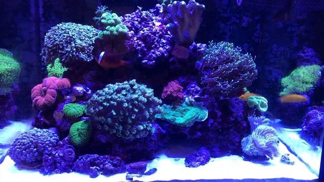 Red Sea Reefer 170 - 12 Months Update - BIG EXCITING PLANS! смотреть онлайн