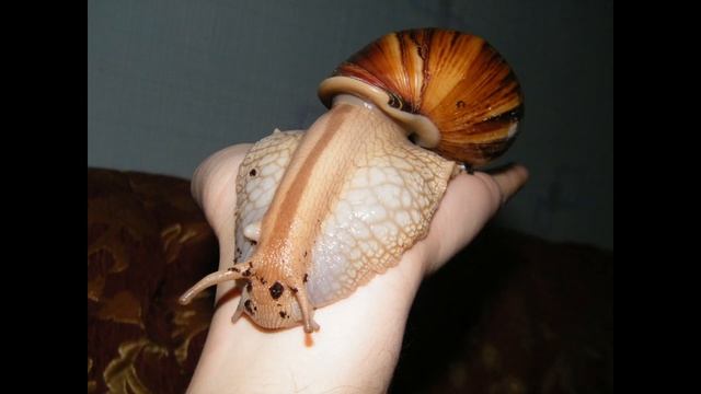 ТОП 25 Интересных фактов про улиток смотреть онлайн