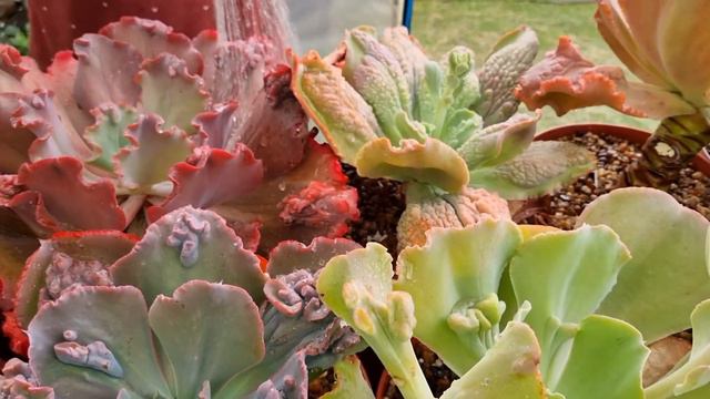 Tips De Riego De Suculentas. Actualización #terrasuculenta #suculentas #tips #jardin Jardin