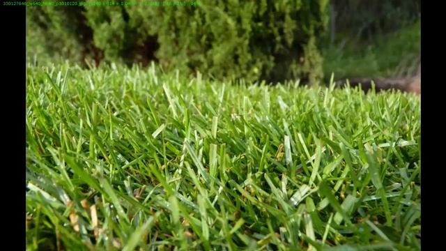 Как выбрать травосмесь для газона смотреть онлайн