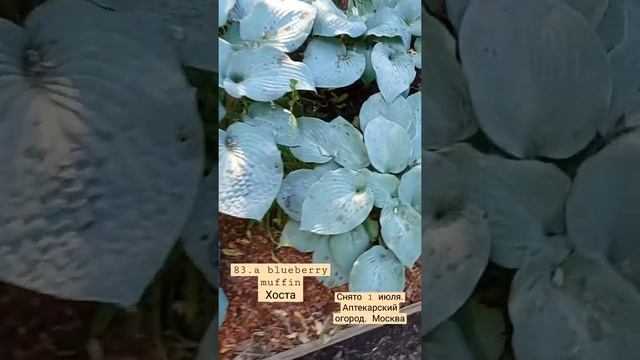 blueberry muffin. хоста смотреть онлайн