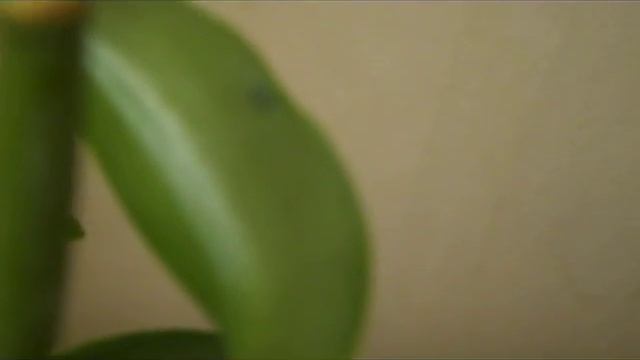 Как избавиться от панцирного клещика смотреть онлайн