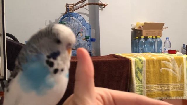 Как попугай понимает команду?