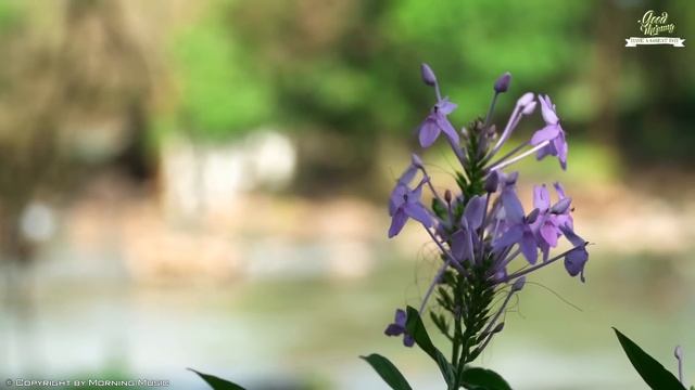 The Best Beautiful Morning Music - Positive Energy And Therapy Stress Relief - Morning Meditation смотреть онлайн