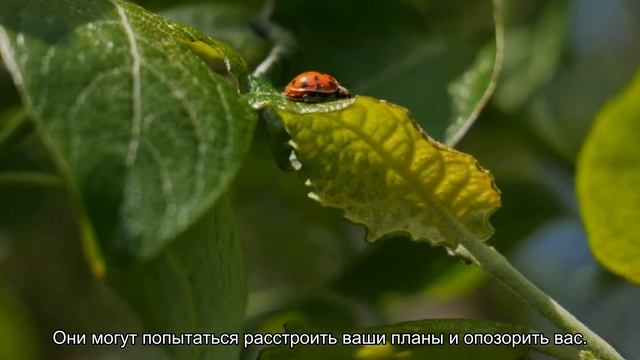 К чему снится маленькая змея? Толкование сна и его значение по сонникам Ванги и Миллера смотреть онлайн