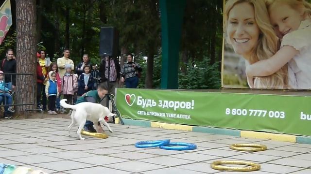 Прыжки в обручи и через барьеры (цирк собак) смотреть онлайн