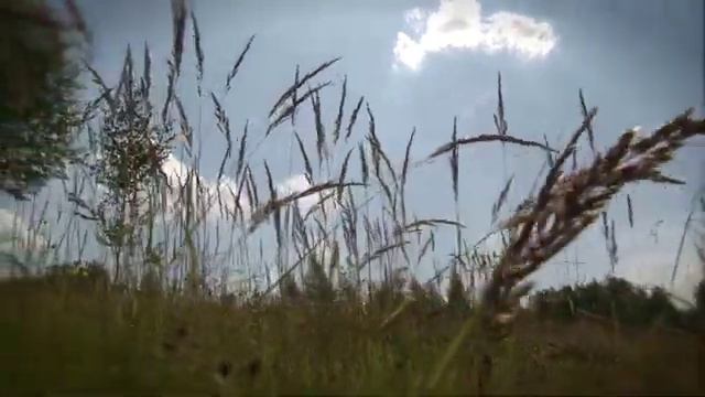 WIC. Презентация чайной коллекции смотреть онлайн