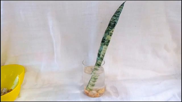 10 House Plant You Can Grow From Cuttings In A Glass Of Water