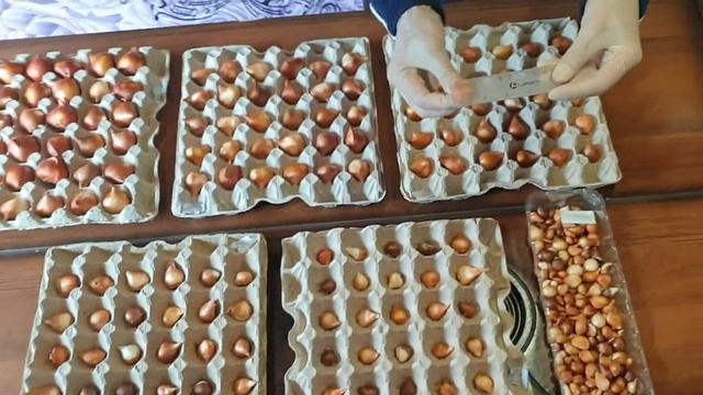 Правильное хранение луковиц тюльпанов смотреть онлайн