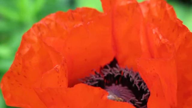 Бджоли в маку смотреть онлайн