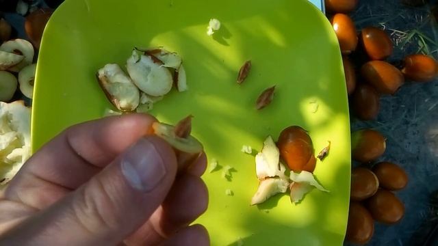 ВКУС КИТАЙСКОГО ФИНИКА. 6 СОРТОВ УНАБИ (ЗИЗИФУСА) : форма, вес, вкус смотреть онлайн