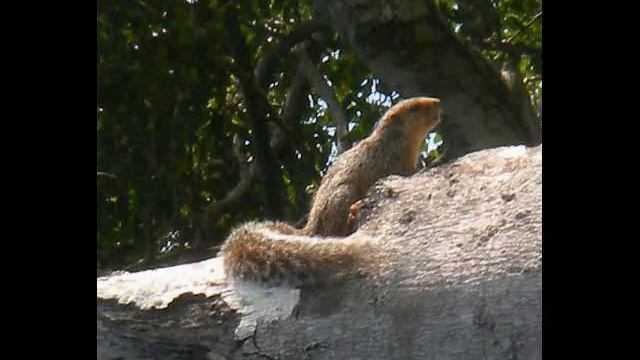 Watamu: Arabuko Sokoke Forest смотреть онлайн