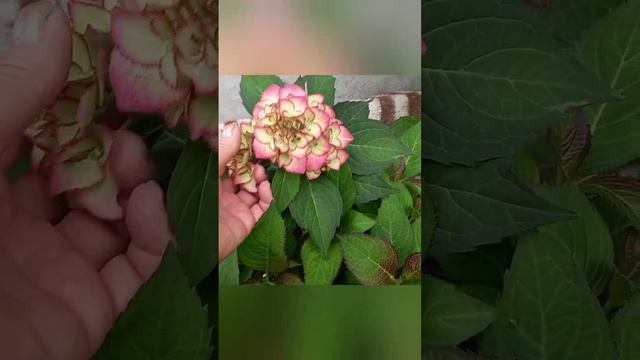 Цветы которые не теряют красоты весь сезон. смотреть онлайн