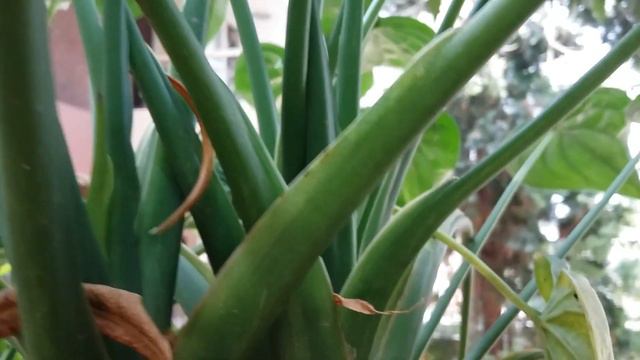 Alocasia Cucullata, Buddha's Hand,Алоказия клобучковая,ว่านนกคุ่ม,尖尾芋