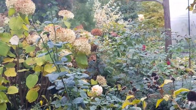 Дом в цветах// Мой сад. 29 октября. Сажаю лук. смотреть онлайн