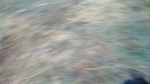 Рацион кормления бычков 7-10 месяцев.