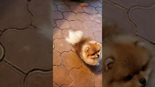 Щенки шпица, шпиц для вязки смотреть онлайн