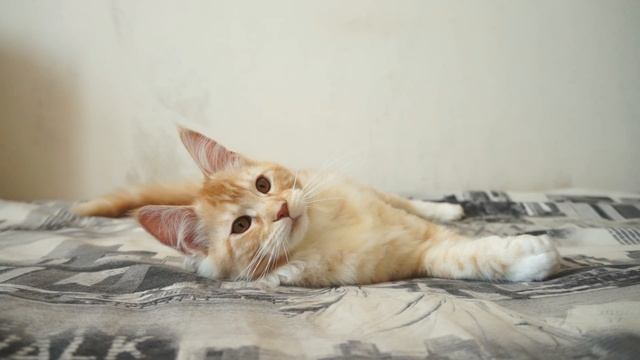 Котенок мейн-кун Jennifer в Воронеже, Maine Coon kittens for sale смотреть онлайн