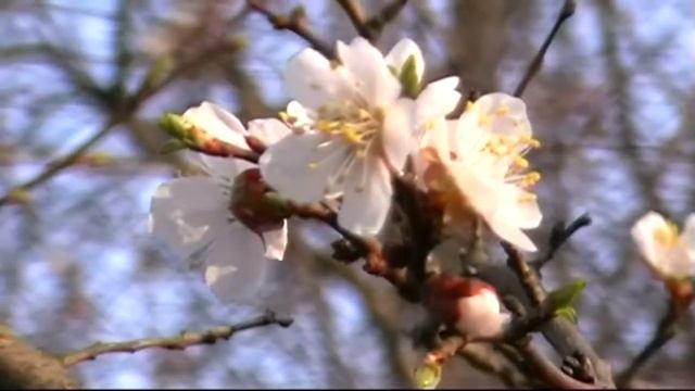 Съемка на видеокамеру Panasonic NV-GS 35 11.04.2016 вторая часть смотреть онлайн