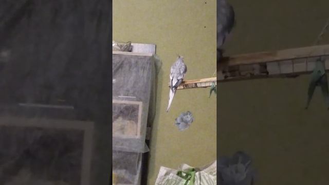 Коршун попугай говорун и немного певец? смотреть онлайн