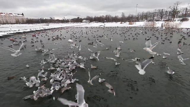 [4K] Hungry Seagulls in Winter in the Baltic Sea | Helsinki, Finland смотреть онлайн