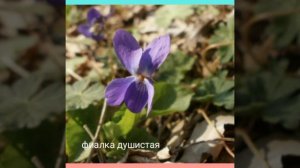 Первоцветы