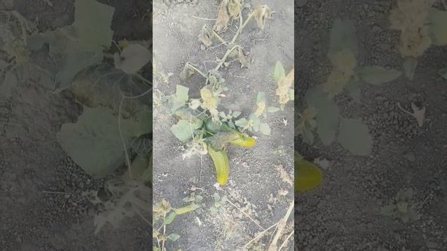Что случилось с моей тыквой и огурцами. смотреть онлайн