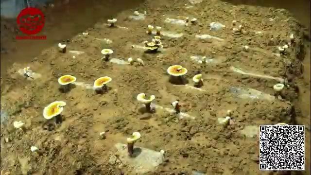 The growth process of Ganoderma Lucidum. смотреть онлайн