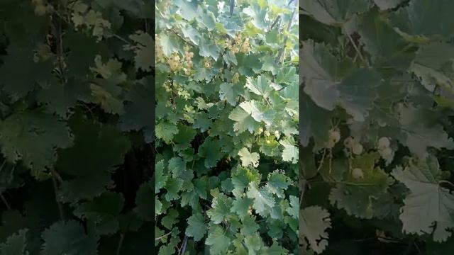 Какой урожай смородины меня ждет?)) клубника закончилась!!!) смотреть онлайн